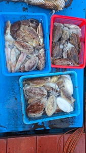 제주 서귀포권 24일 갑오징어조황!! 선상낚시로 잡은 물고기 조황