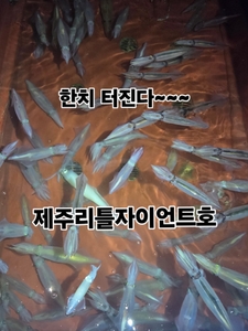 제주 리틀자이언트호 6월13일...반타임 한치조황!! 선상낚시로 잡은 물고기 조황