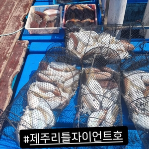 제주 리틀자이언트호 4월29일 갑오징어조황~ 선상낚시로 잡은 물고기 조황