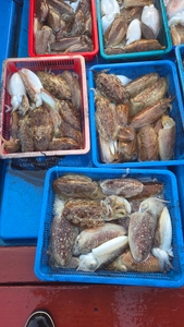 제주 리틀자이언트호 2월5일 사계항출항!! 선상낚시로 잡은 물고기 조황