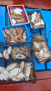 제주 리틀자이언트호 1월18일 갑오징어조황  선상낚시로 잡은 물고기 조황