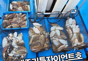 제주 리틀자이언트호 25일 갑오징어호조황~ 선상낚시로 잡은 물고기 조황