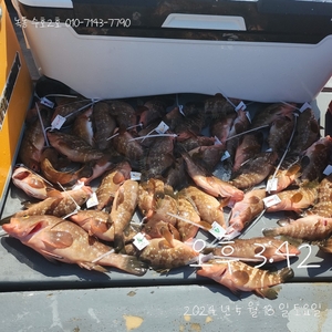 2024년 5월18일 붉바리조황 선상낚시로 잡은 물고기 조황