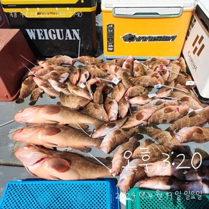 2024년 5월 19일 붉바리조황 선상낚시로 잡은 물고기 조황