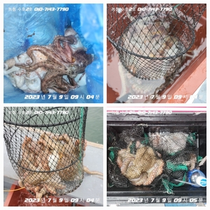 2023년 7월 9일 오전반 오후반 선상낚시로 잡은 물고기 조황