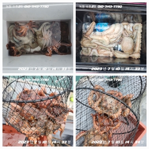 2023년 7월 10일 선상낚시로 잡은 물고기 조황