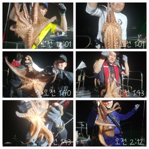 7월 9일 돌문어 조황입니다 선상낚시로 잡은 물고기 조황