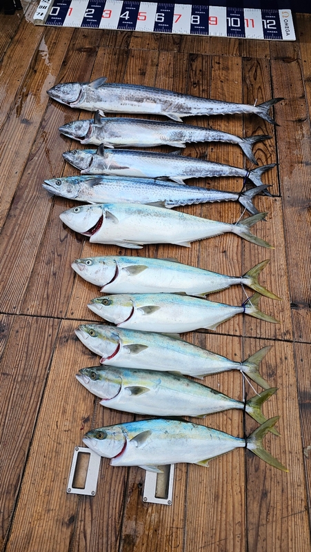 통영 오메가호의 조황일지 이미지 - 0