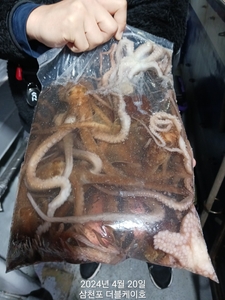 삼천포 야간낙지(갑이), 주간 돌문어 조황! 선상낚시로 잡은 물고기 조황