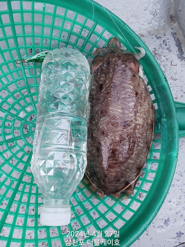 더블케이호의 조황일지 이미지 - 7