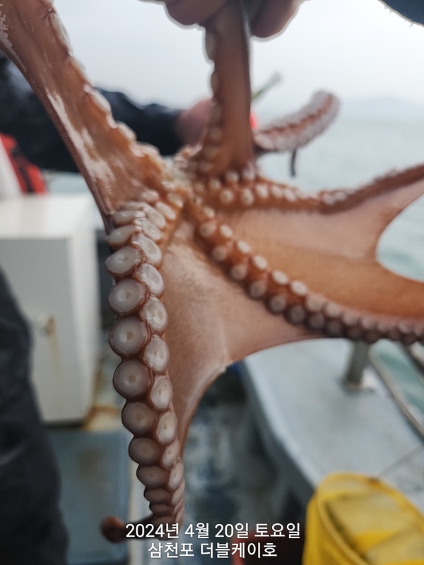 더블케이호의 조황일지 이미지 - 5