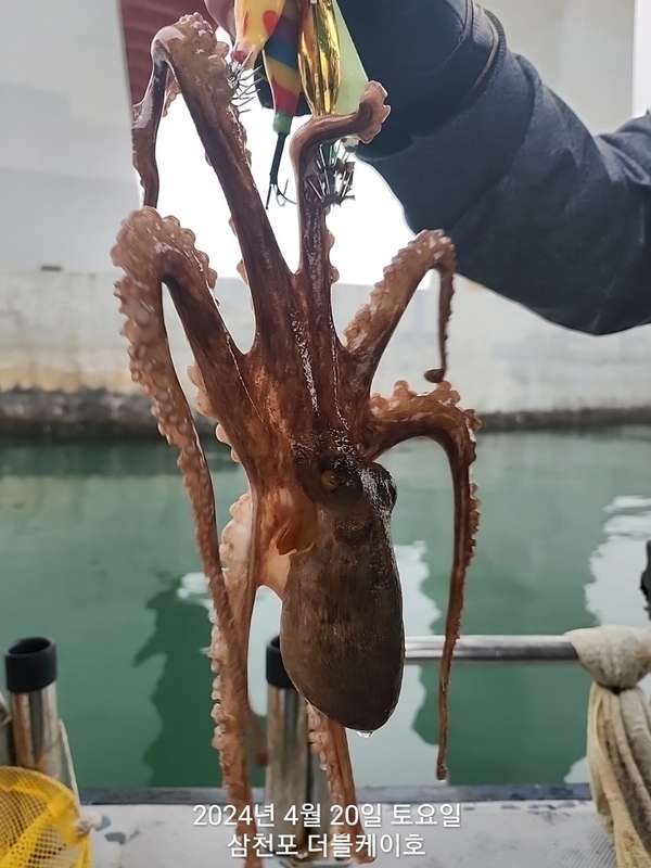 더블케이호의 조황일지 이미지 - 7