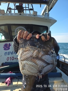 24일 군산창성호 갑오징어 굿굿 조황 월요일부터 여유자리 많이 있습니다. 선상낚시로 잡은 물고기 조황