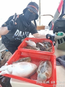 6월28일 대포알갑오징어 조황 선상낚시로 잡은 물고기 조황