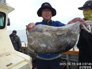 15일 군산창성호 쭈갑 조황 굿입니다. 선상낚시로 잡은 물고기 조황