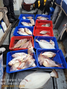 <제주가자호>선상낚시 전문> 4월 4일 타이라바 조황 선상낚시로 잡은 물고기 조황