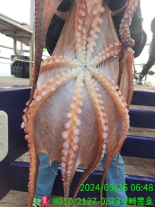 (5월 26일 일) 강릉피문어 조황 선상낚시로 잡은 물고기 조황