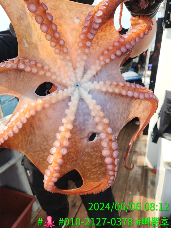 빠뽕호의 조황일지 이미지 - 11