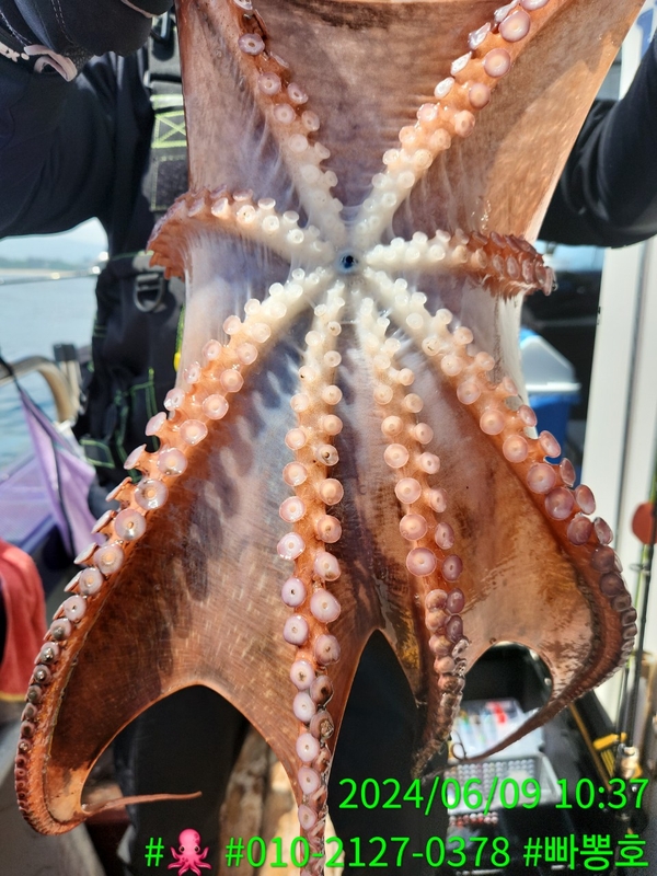 빠뽕호의 조황일지 이미지 - 4