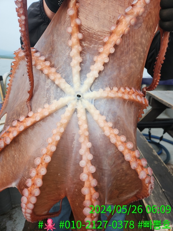 빠뽕호의 조황일지 이미지 - 4