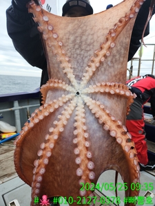 (5월 25일 토) 강릉피문어 조황 선상낚시로 잡은 물고기 조황