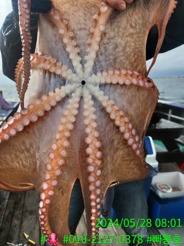 빠뽕호의 조황일지 이미지 - 3