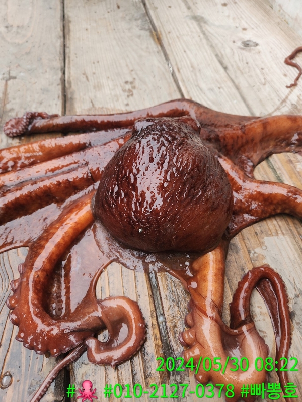 빠뽕호의 조황일지 이미지 - 1