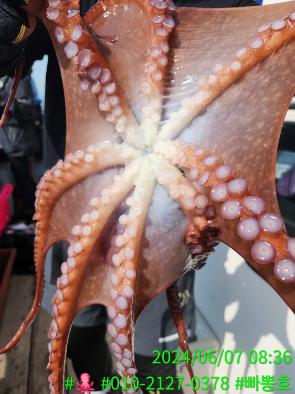 빠뽕호의 조황일지 이미지 - 7