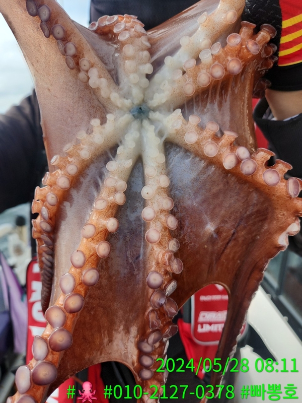 빠뽕호의 조황일지 이미지 - 4