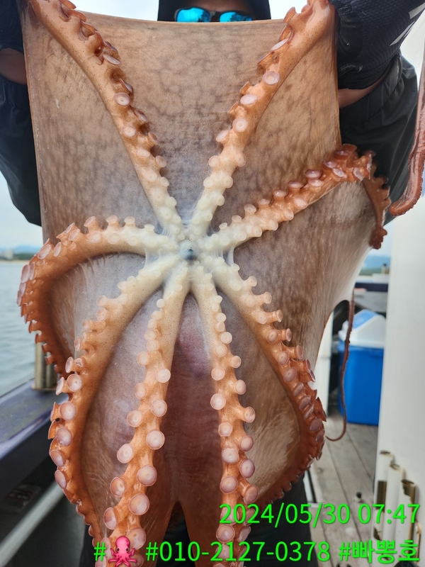 빠뽕호의 조황일지 이미지 - 5