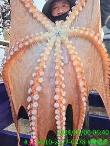 6월 6일 목요일 강릉피문어 조황 선상낚시로 잡은 물고기 조황