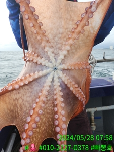 (5월 28일 화) 강릉피문어 조황 선상낚시로 잡은 물고기 조황