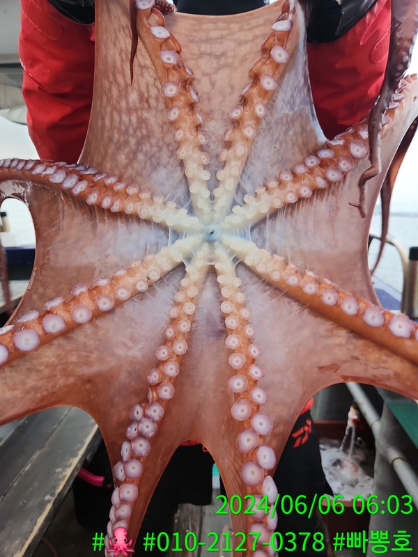 빠뽕호의 조황일지 이미지 - 5