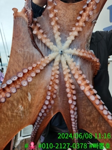 6월 8일 토요일 강릉피문어 조황 선상낚시로 잡은 물고기 조황