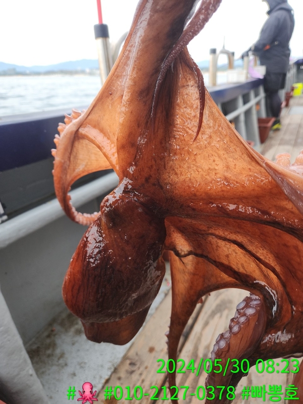 빠뽕호의 조황일지 이미지 - 7