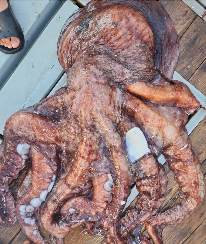 해당 선사를 대표하는 이미지