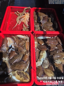 3일 햇 갑오징어 조황 소식 선상낚시로 잡은 물고기 조황