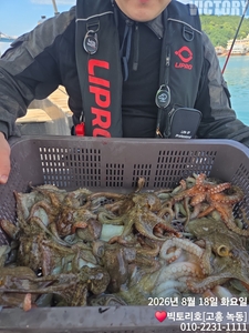 18일 문어 조황 입니다 선상낚시로 잡은 물고기 조황