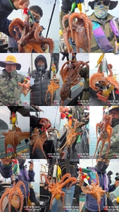 봄문어 준내만권 출조 조황 선상낚시로 잡은 물고기 조황