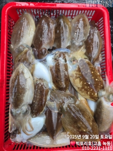 20일 갑오징어 조황 선상낚시로 잡은 물고기 조황