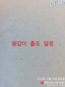 대갑이 출항 일정 올립니다 선상낚시로 잡은 물고기 조황