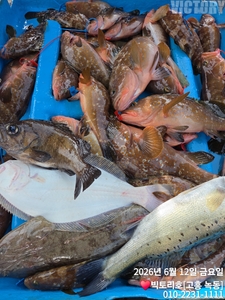 12일 붉바리 조황 소식입니다 선상낚시로 잡은 물고기 조황