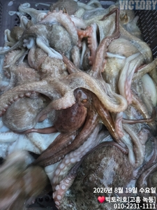 19일 문어 오후반 조황 소식 전해드립니다 선상낚시로 잡은 물고기 조황