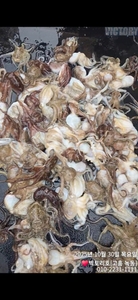 녹동[빅토리호]10/30 쭈꾸미 조황 선상낚시로 잡은 물고기 조황