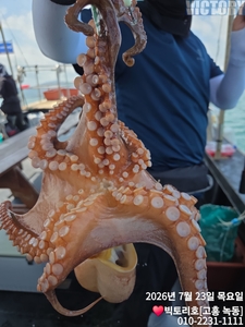 23일 문어 조황 소식 전해드립니다 선상낚시로 잡은 물고기 조황