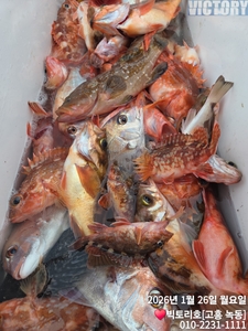 26일 다잡아덜덜이(타이라바) 조황 선상낚시로 잡은 물고기 조황