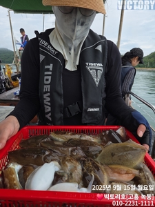 15일 갑오징어 조황 선상낚시로 잡은 물고기 조황