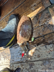 내만갑오징어 탐사다녀왔어요  선상낚시로 잡은 물고기 조황