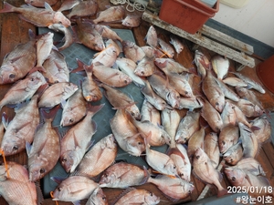 주말 참돔타이라바조황입니다 선상낚시로 잡은 물고기 조황