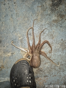 13일 주말 쭈꾸미 조황입니다  선상낚시로 잡은 물고기 조황